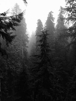 西温哥华雾蒙蒙的神秘针叶林，捕捉到了大自然宁静的精髓