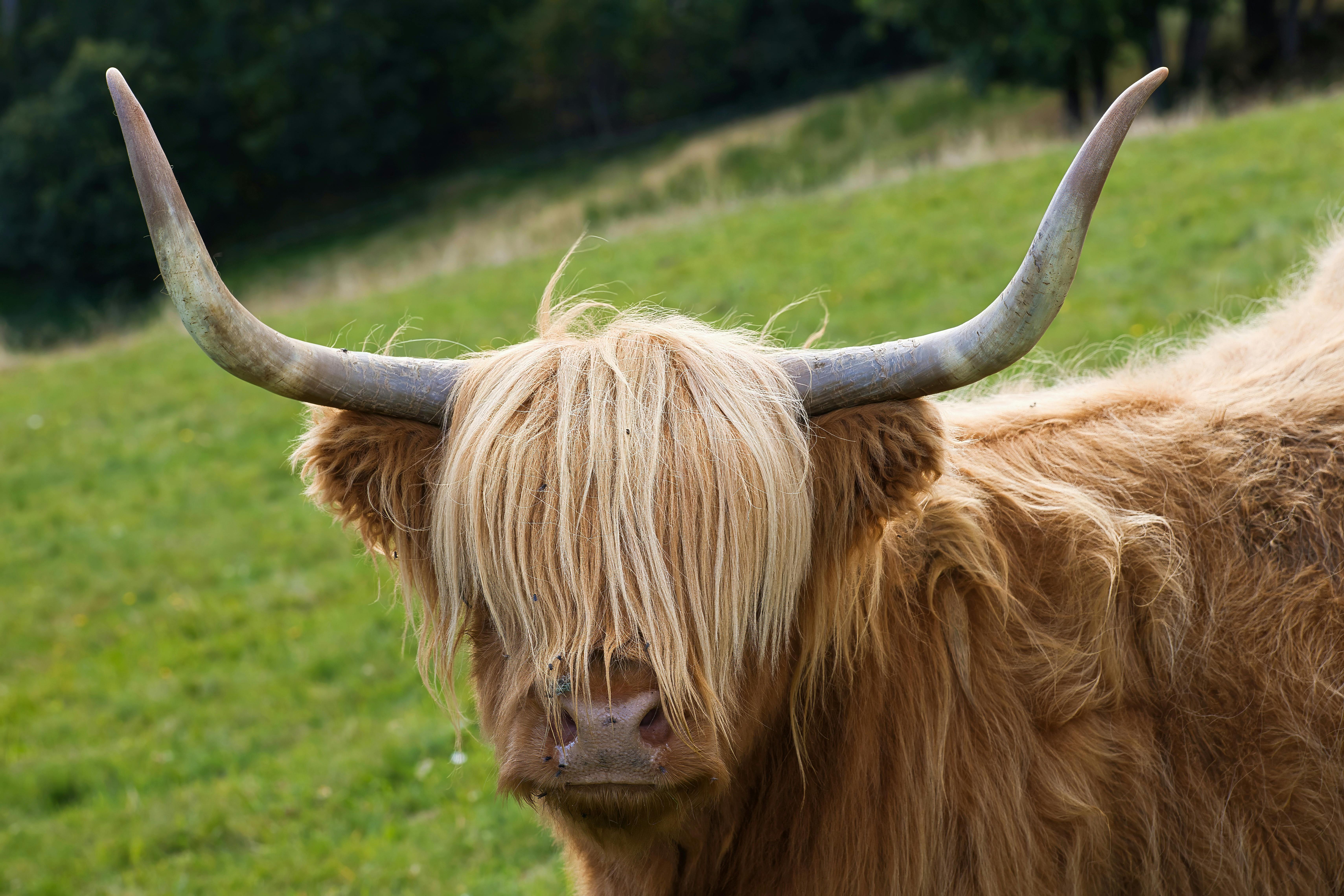 grátis Uma majestosa vaca das Terras Altas com chifres longos e pelo desgrenhado em um campo verdejante. Foto profissional