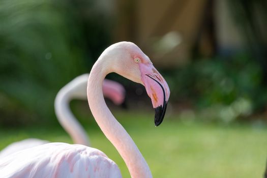 flamingo photo