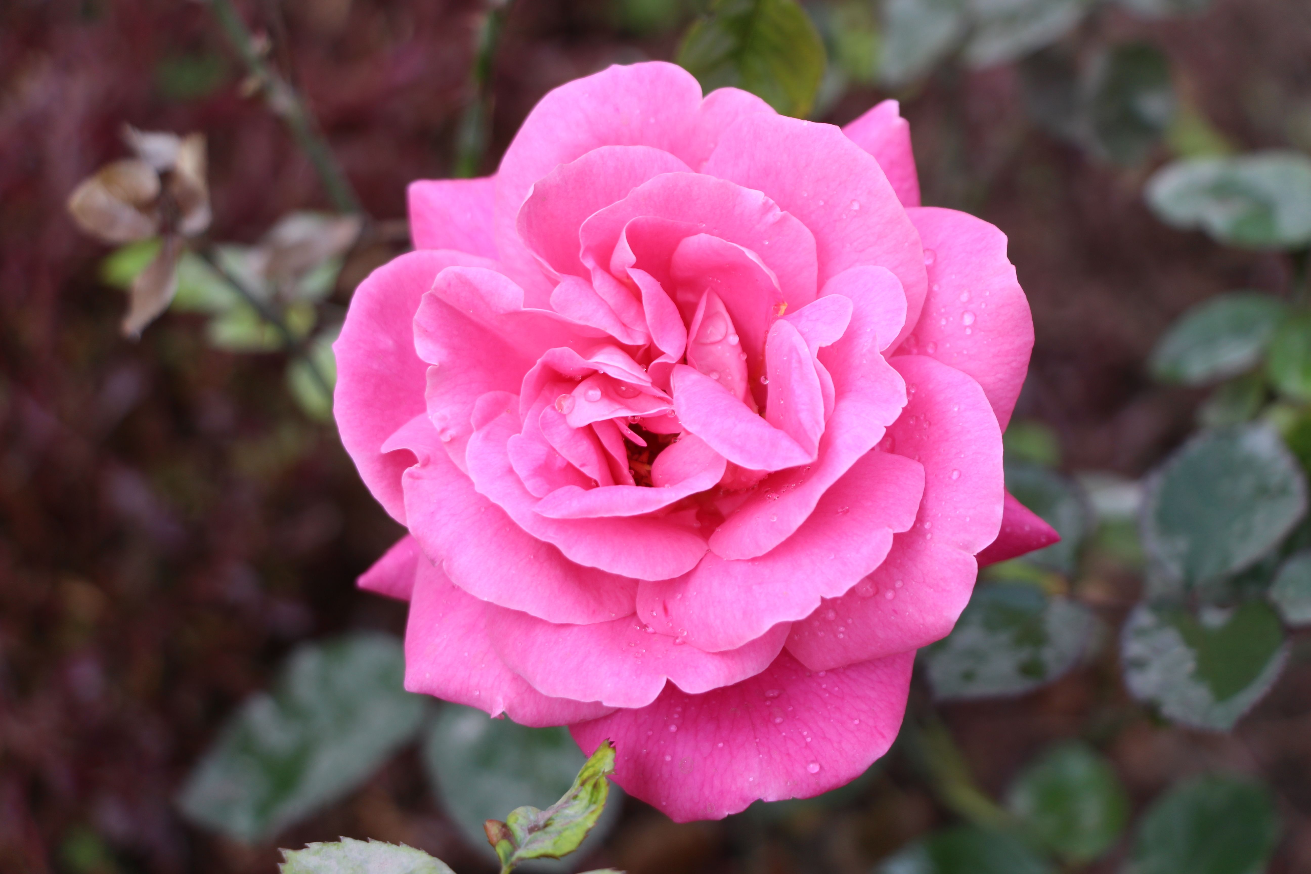 Vibrant Pink Rose with Dew Drops in Garden · Free Stock Photo