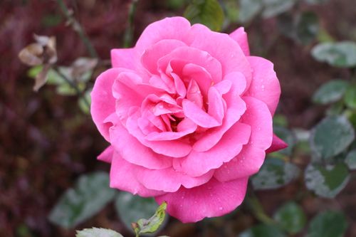 Free Close-up of a vibrant pink rose with dewy petals in a garden setting. Stock Photo