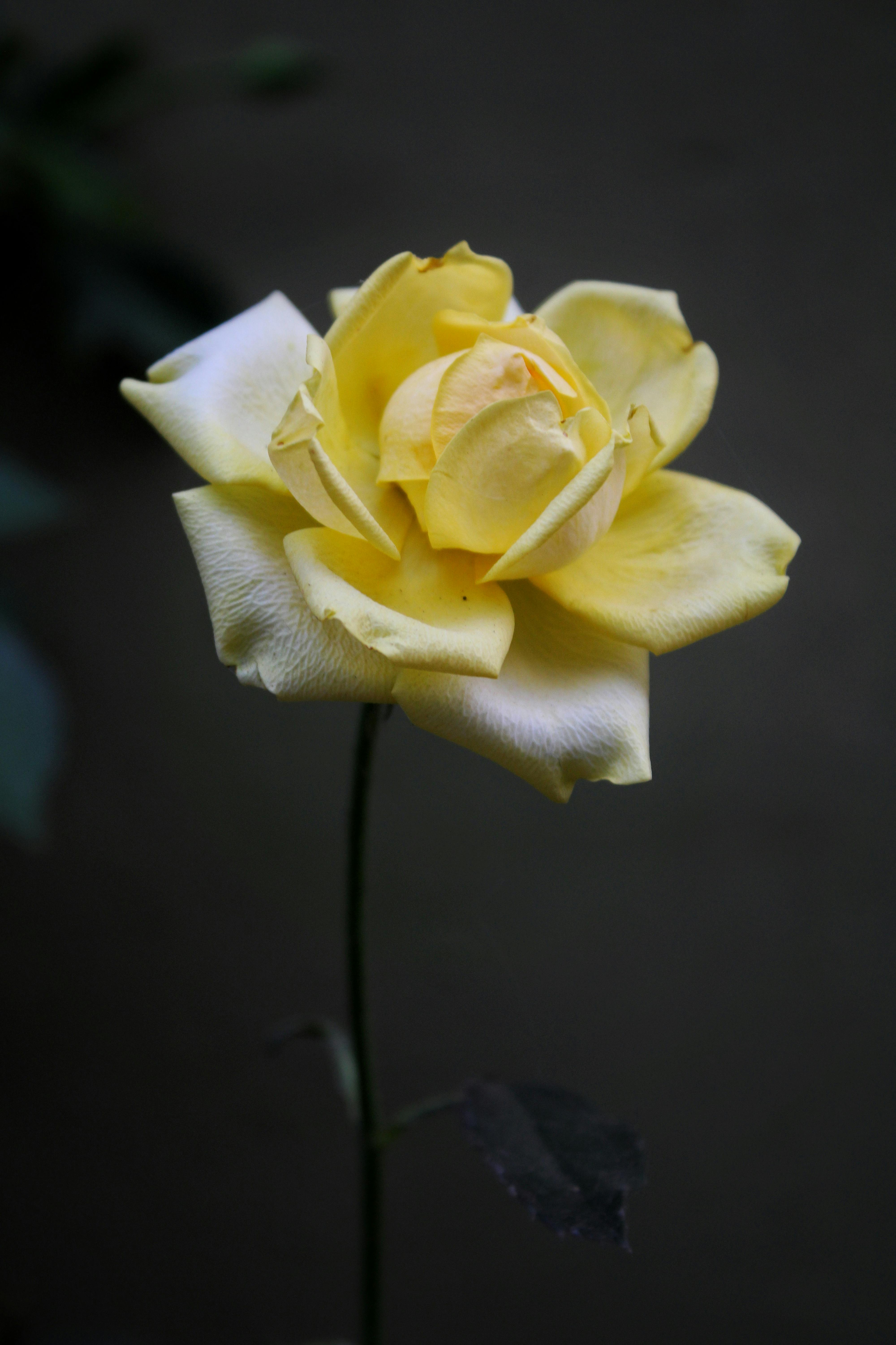 Vibrant yellow rose in full bloom on a dark background. Ideal for nature and floral themes.