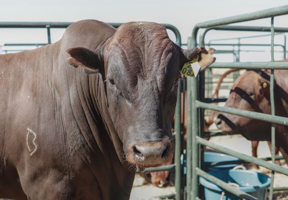 Trump widens beef imports to ease prices