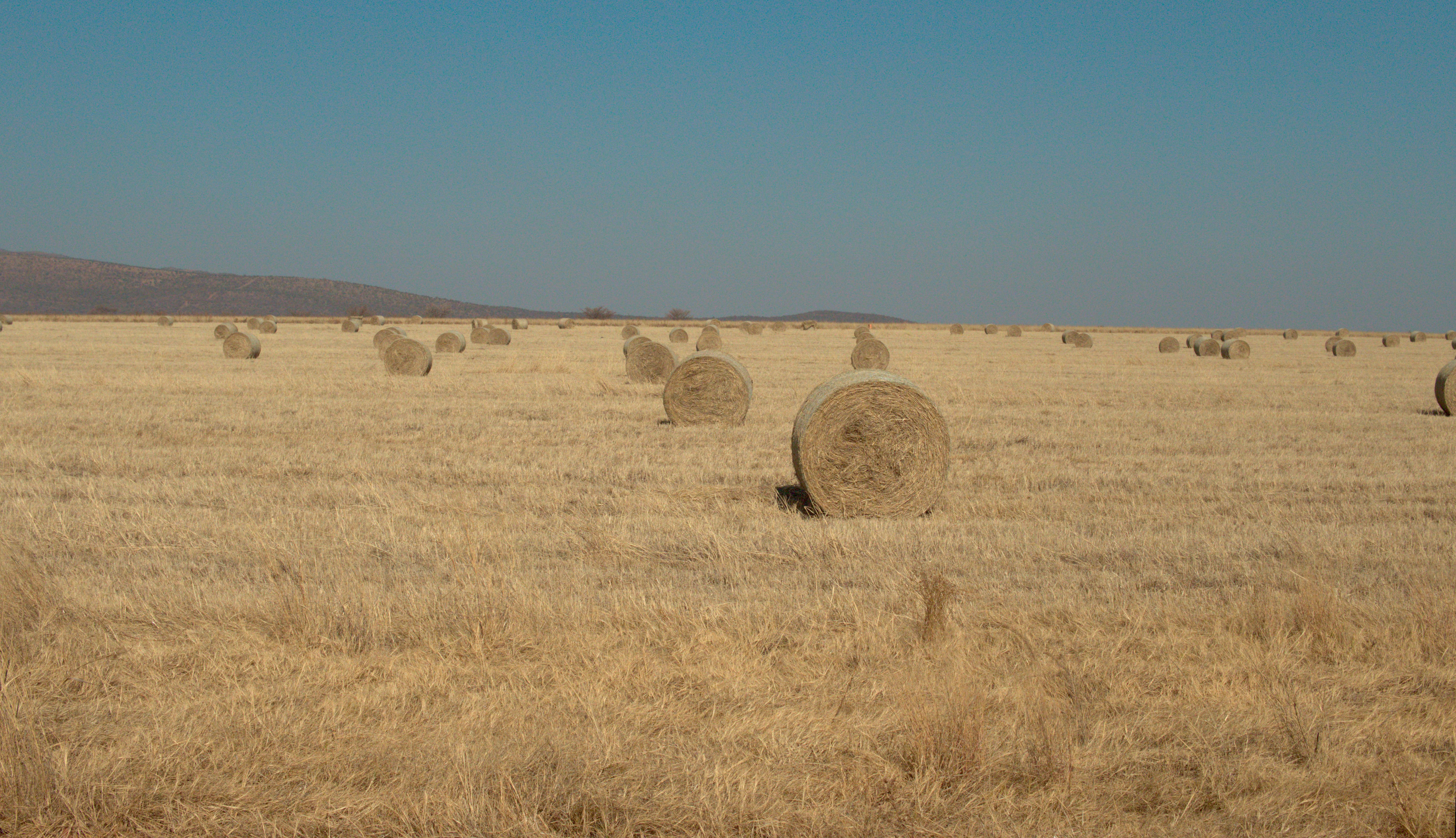 Golden Hay Bales on a Sunny Field · Free Stock Photo