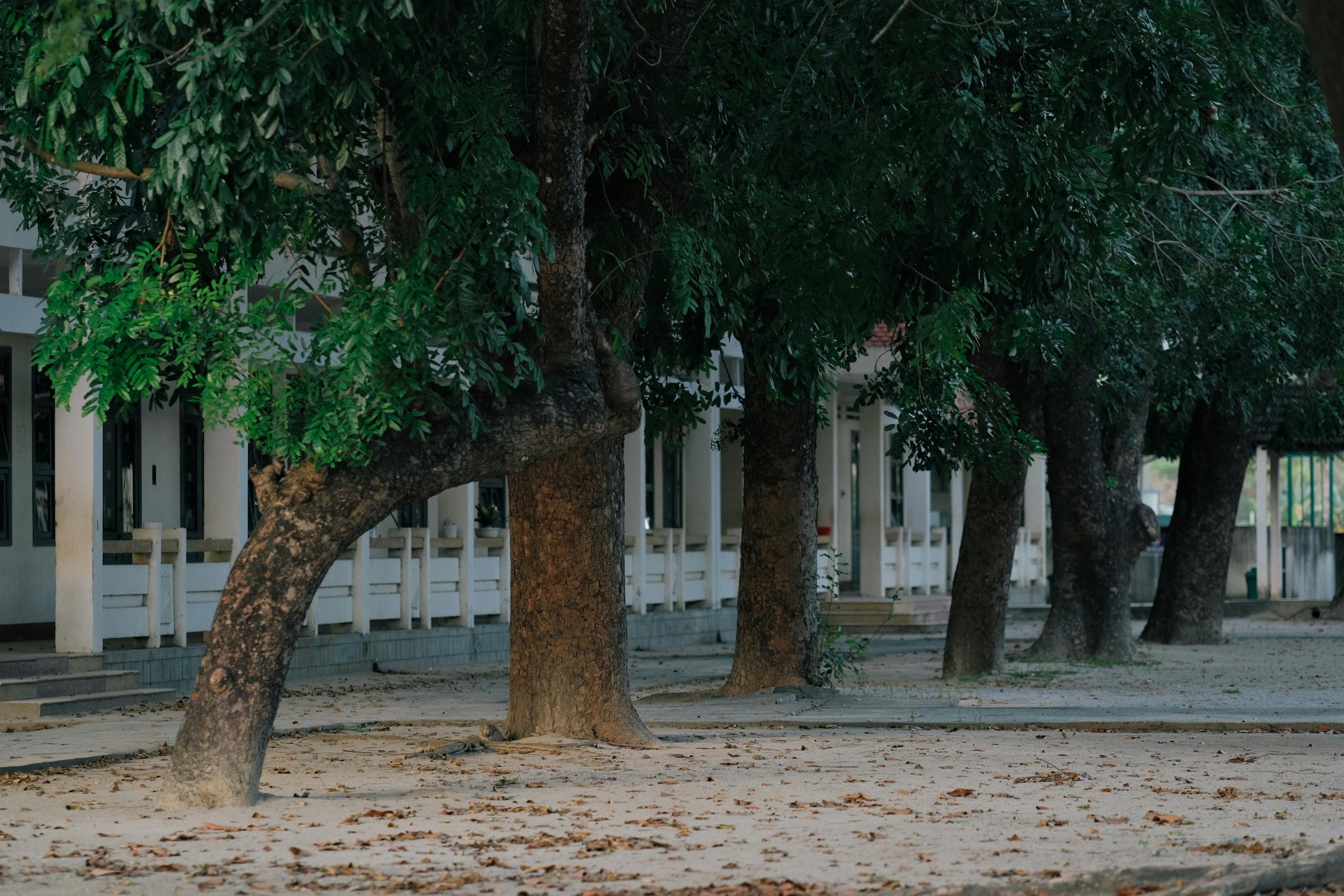 bezplatná Klidné nádvoří lemované stromy se svěží zelení a klidnou atmosférou. Základová fotografie