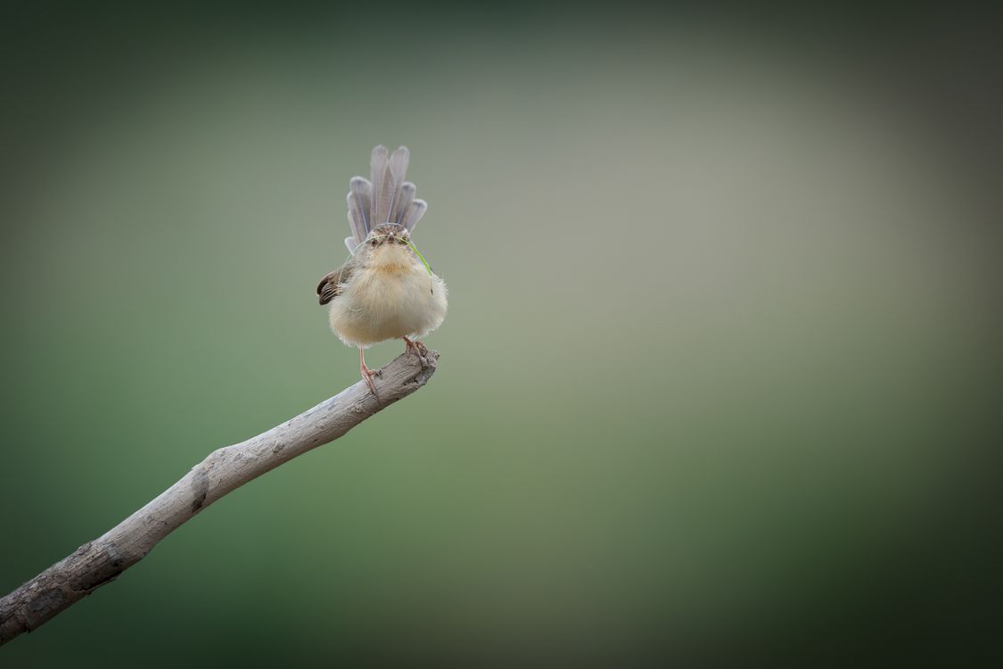 bezplatná Pták Základová fotografie