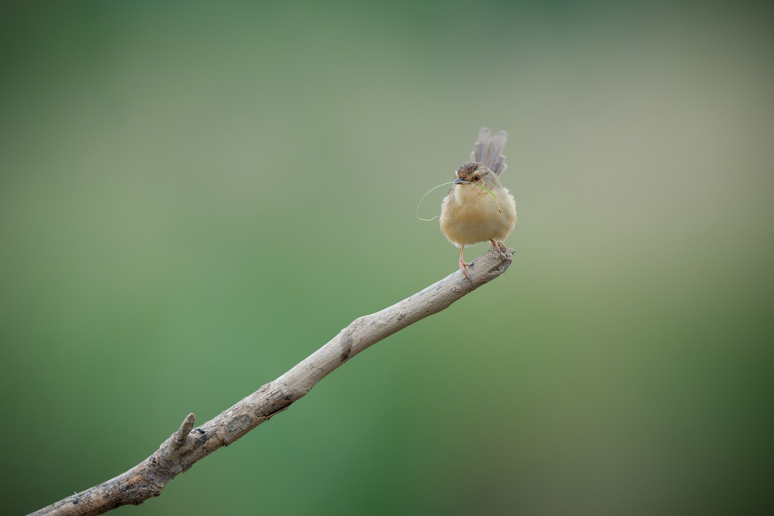 bezplatná Malý pták posazený na větvi proti rozmazanému zelenému pozadí. Základová fotografie