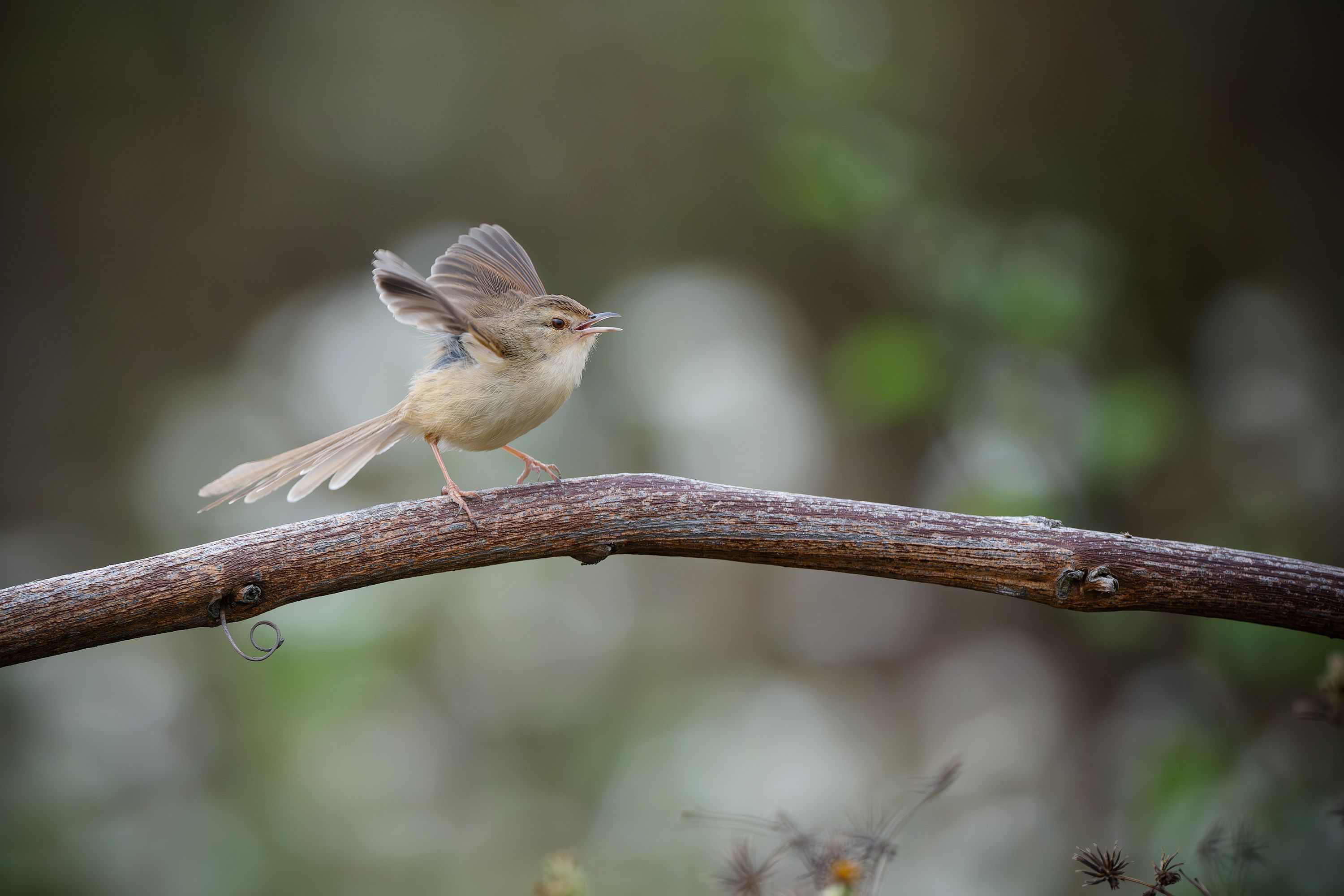 bezplatná Malý pták s otevřenými křídly posazený na větvi venku. Základová fotografie