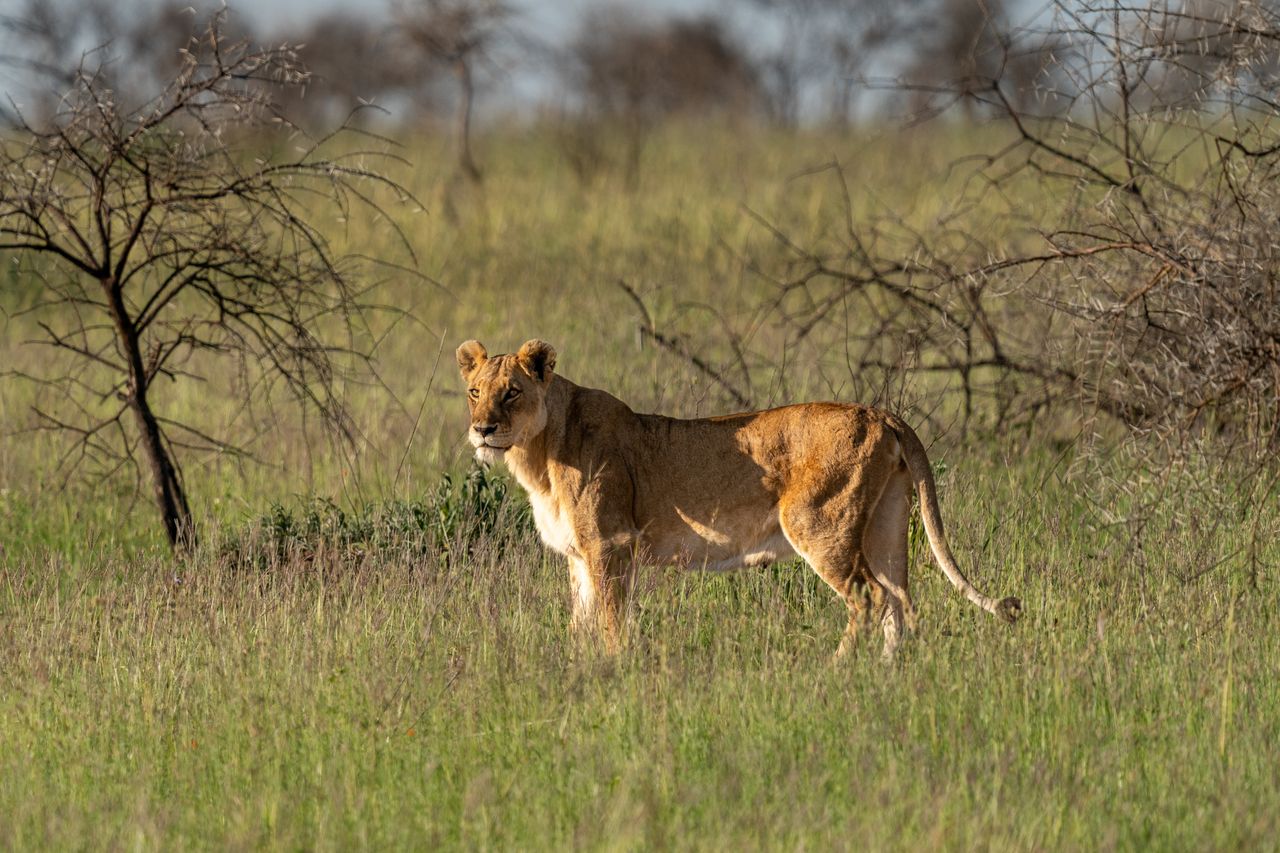 a lioness stands gracefully in the mara region tanzania embodying the