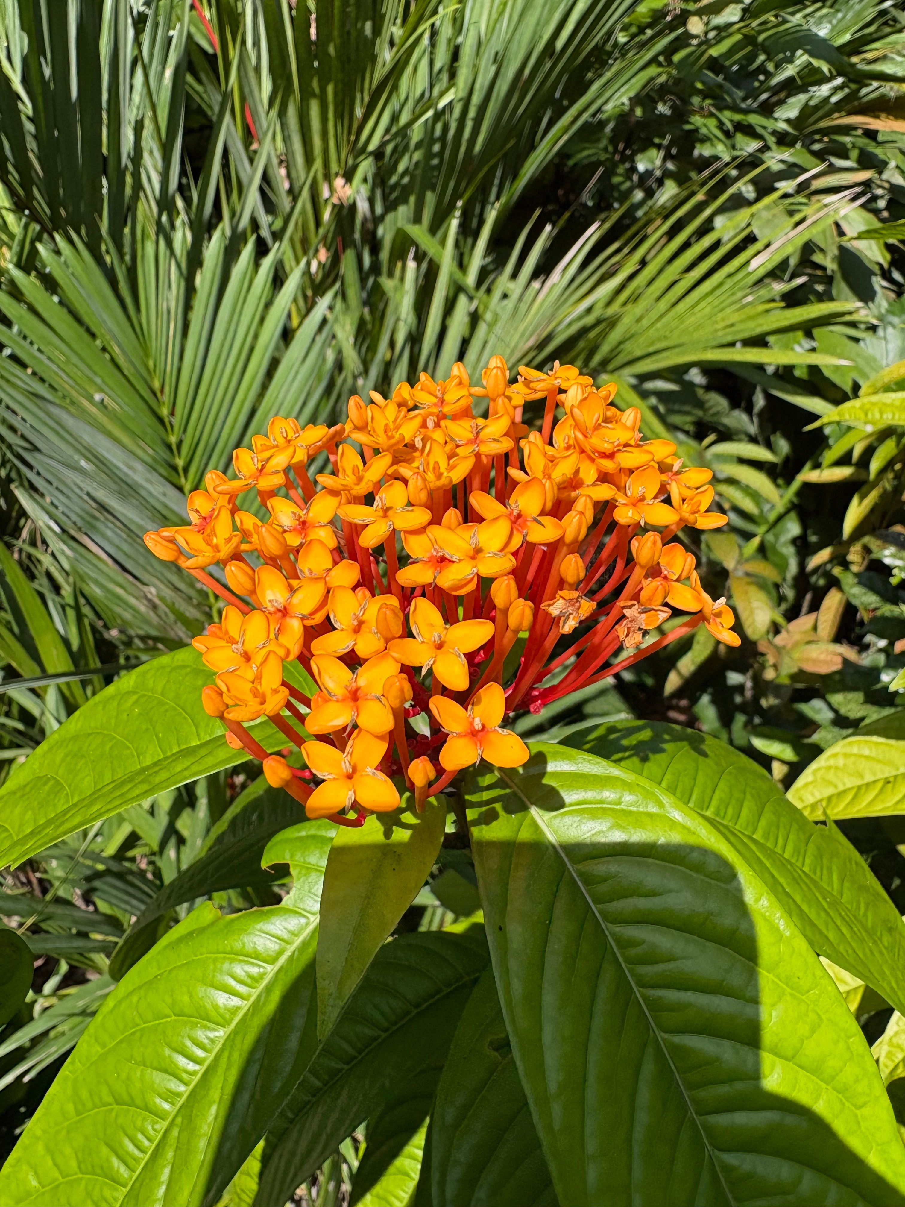 Vibrant Ixora Flower in Lush Tropical Garden · Free Stock Photo