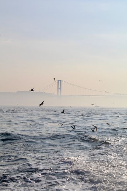 Seagulls soar above the Bosphorus Strait with the iconic Istanbul bridge enveloped in misty tranquility.