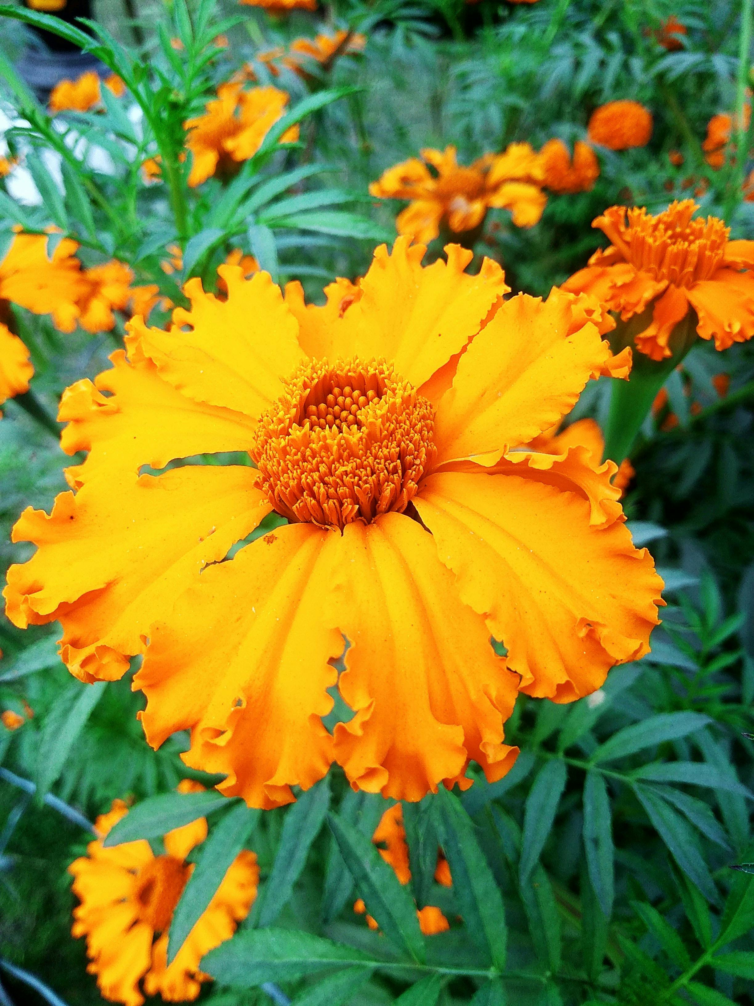 Yellow merigold with green leaf 