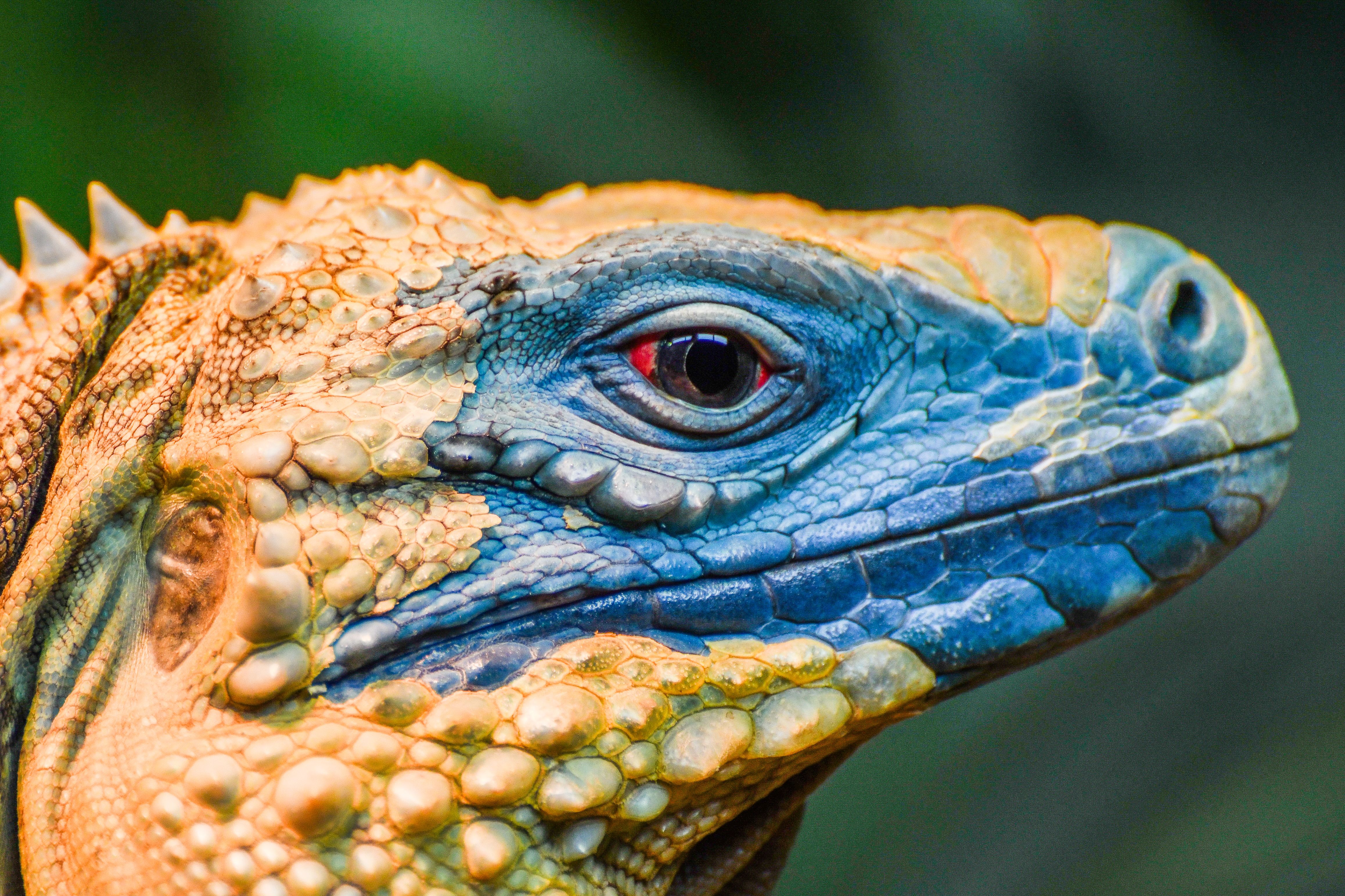 Best Pet Insurance for Reptiles UK 2026: A Specialist Guide