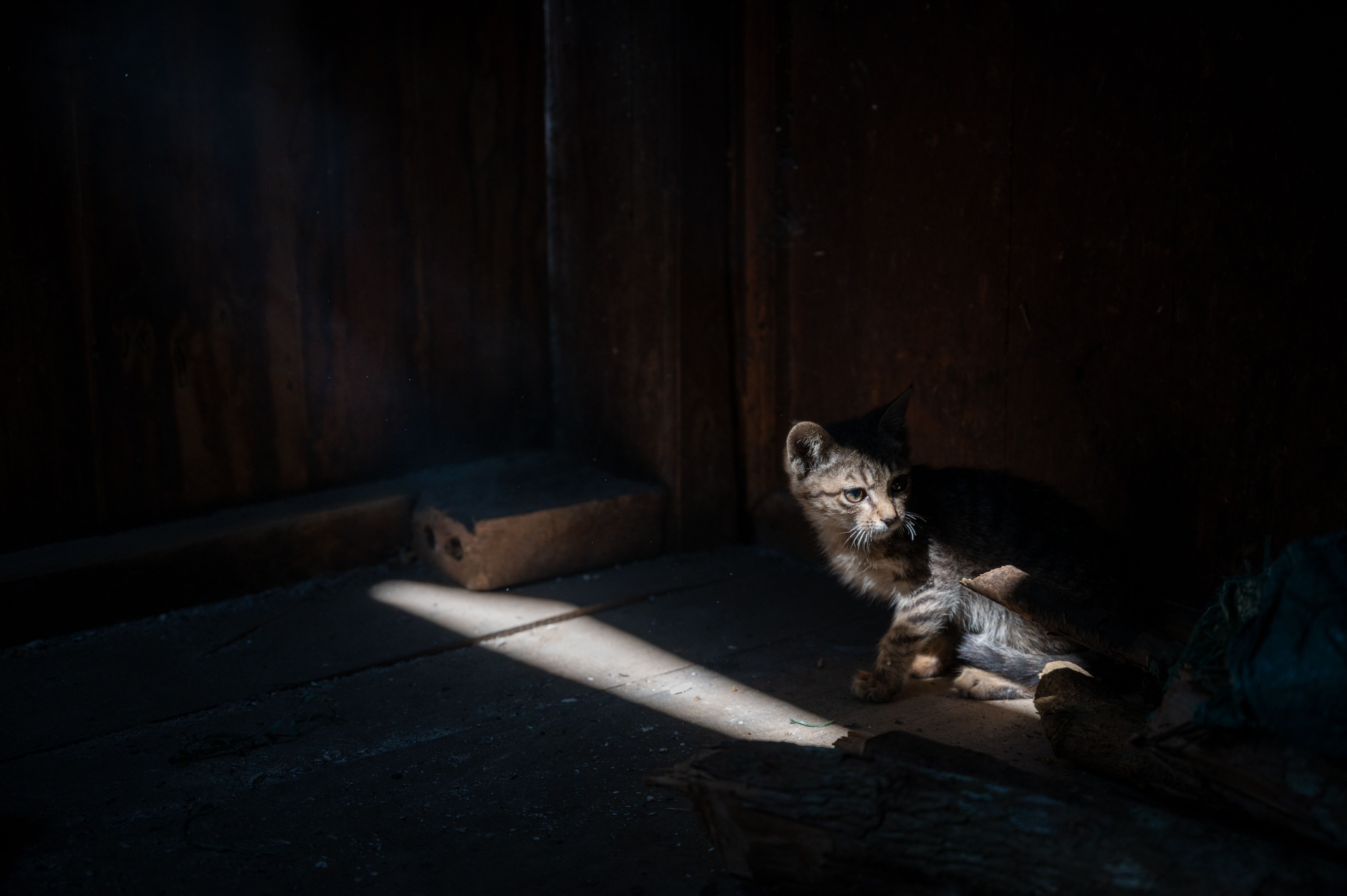 A kitten sits alone in a dark room, illuminated by a beam of light.