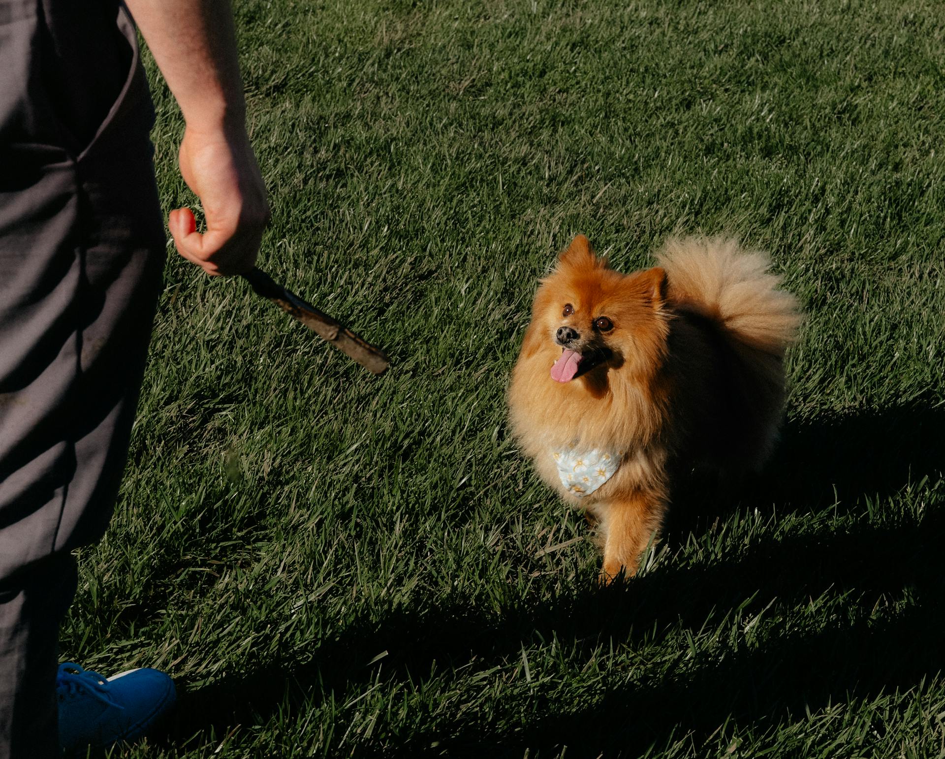 Happy Pomeranian plays fetch in a sunny Cincinnati park, showcasing energetic fun.