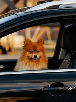 Conheça o UberPet: app de transporte para o seu bichinho - imagem 3