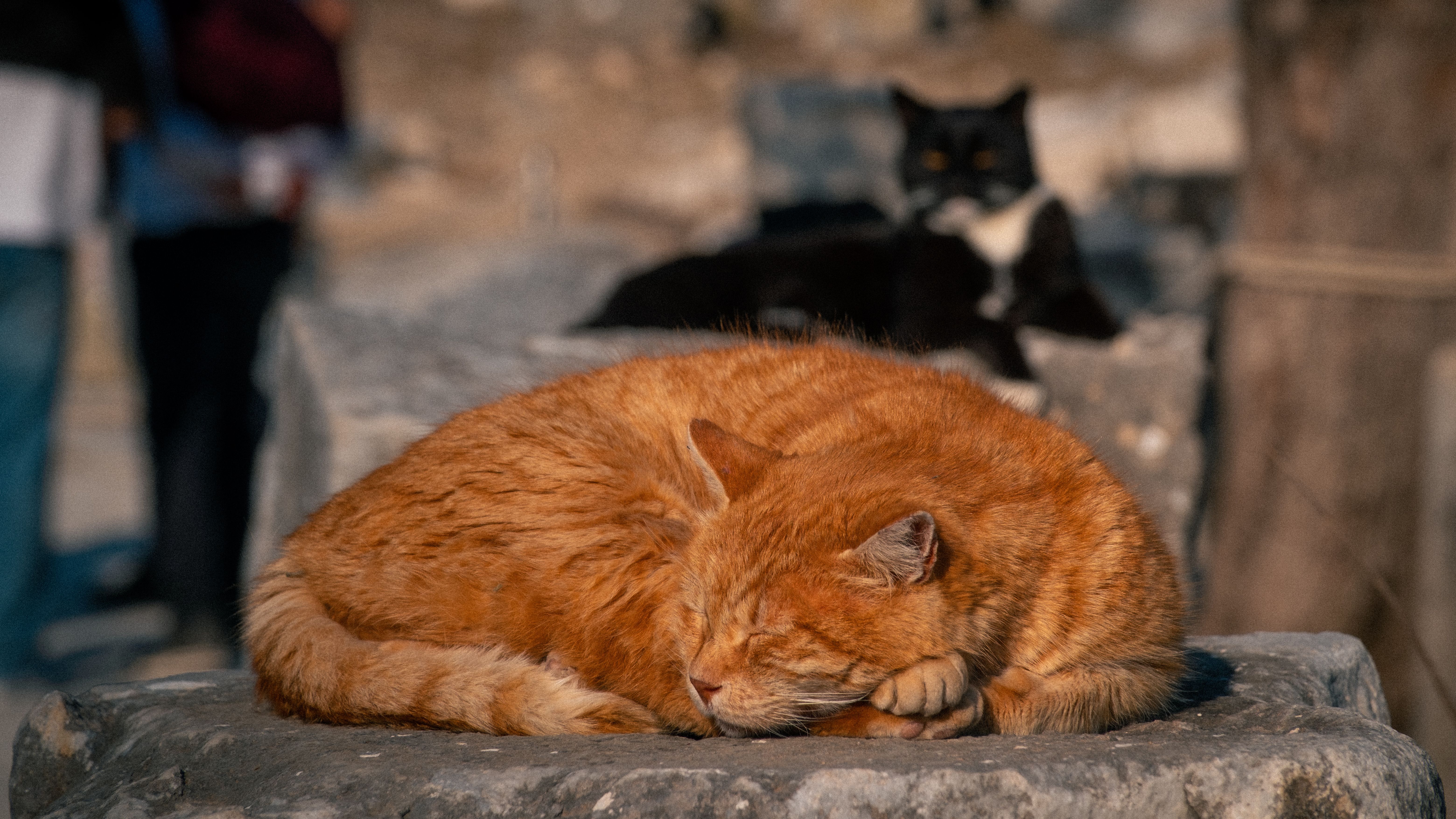 Sleeping Ginger Cat in Ancient İzmir Setting · Free Stock Photo