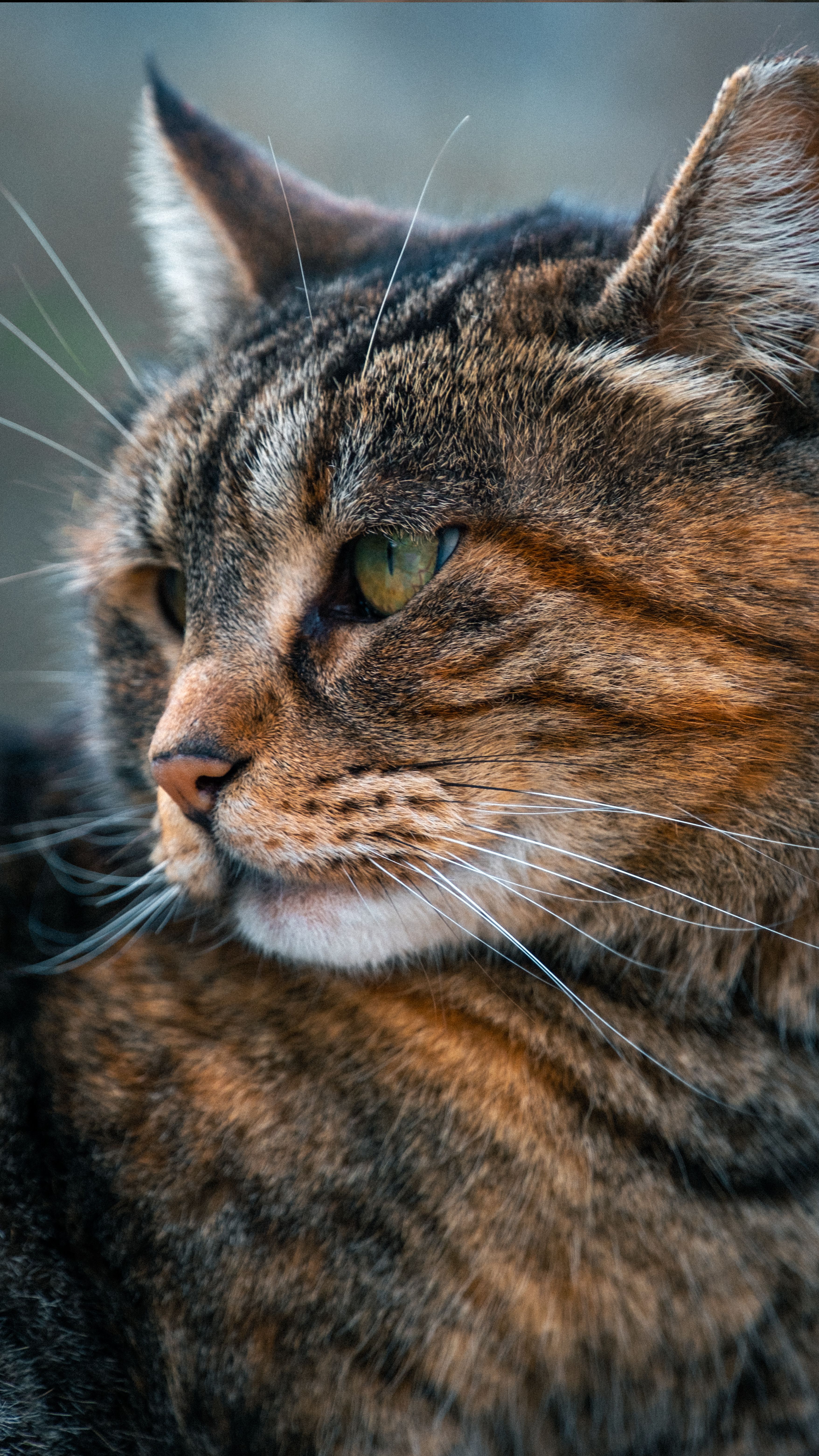 Close-up of a Relaxed Tabby Cat in İzmir · Free Stock Photo