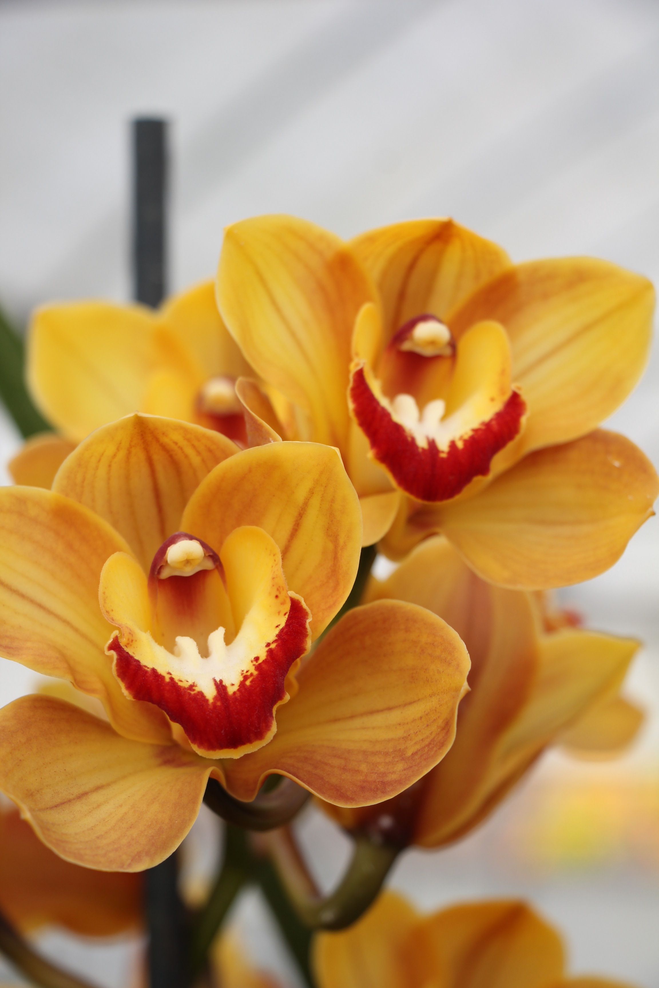 Die Elegante Orchidee: Eine Blüte Voller Symbolik Und Eleganz – YUIVD