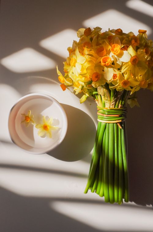 Free Captivating arrangement of yellow daffodils in sunlight casting shadows, evokes spring freshness. Stock Photo