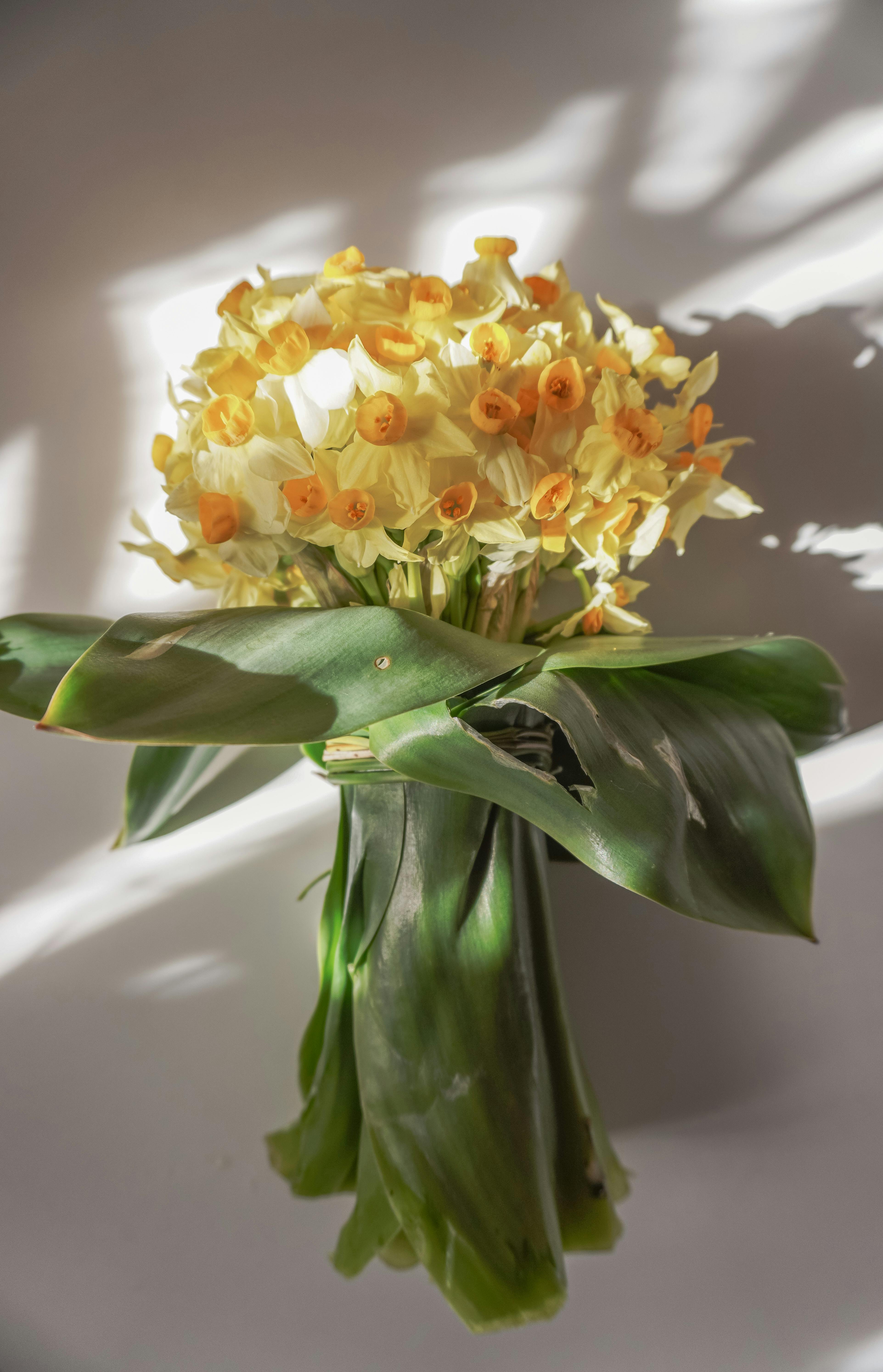 A beautiful bouquet of yellow daffodils captured in soft natural light, showcasing vibrant floral beauty.