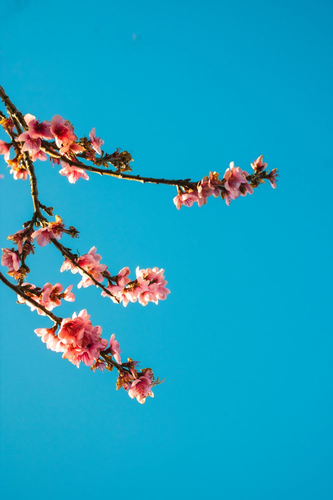 4k Wallpaper Cherry Blossoms Photos, Download The BEST Free 4k ...