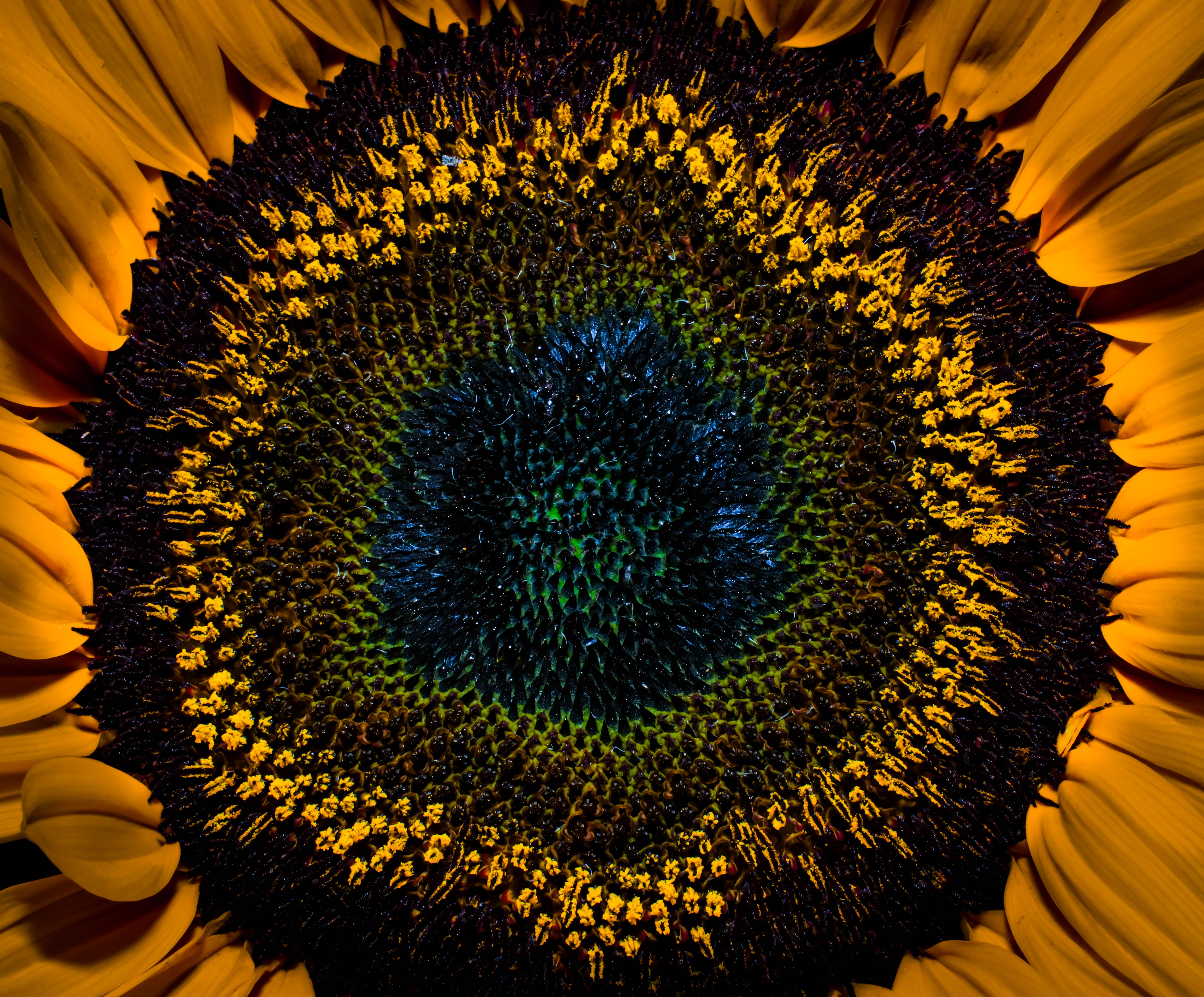 Close-up of a Vibrant Sunflower Center · Free Stock Photo