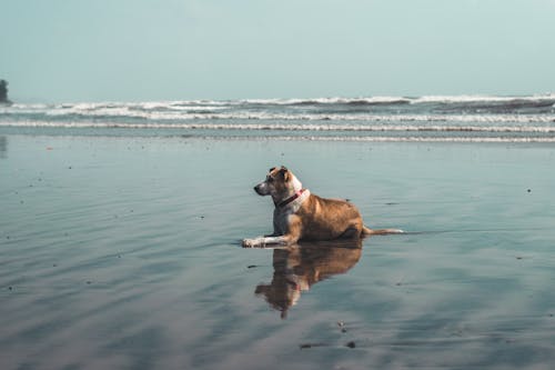 Free stock photo of beach, beach waves, dog