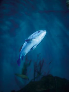 Single blue fish elegantly swimming in clear aquarium water, creating a serene underwater view.