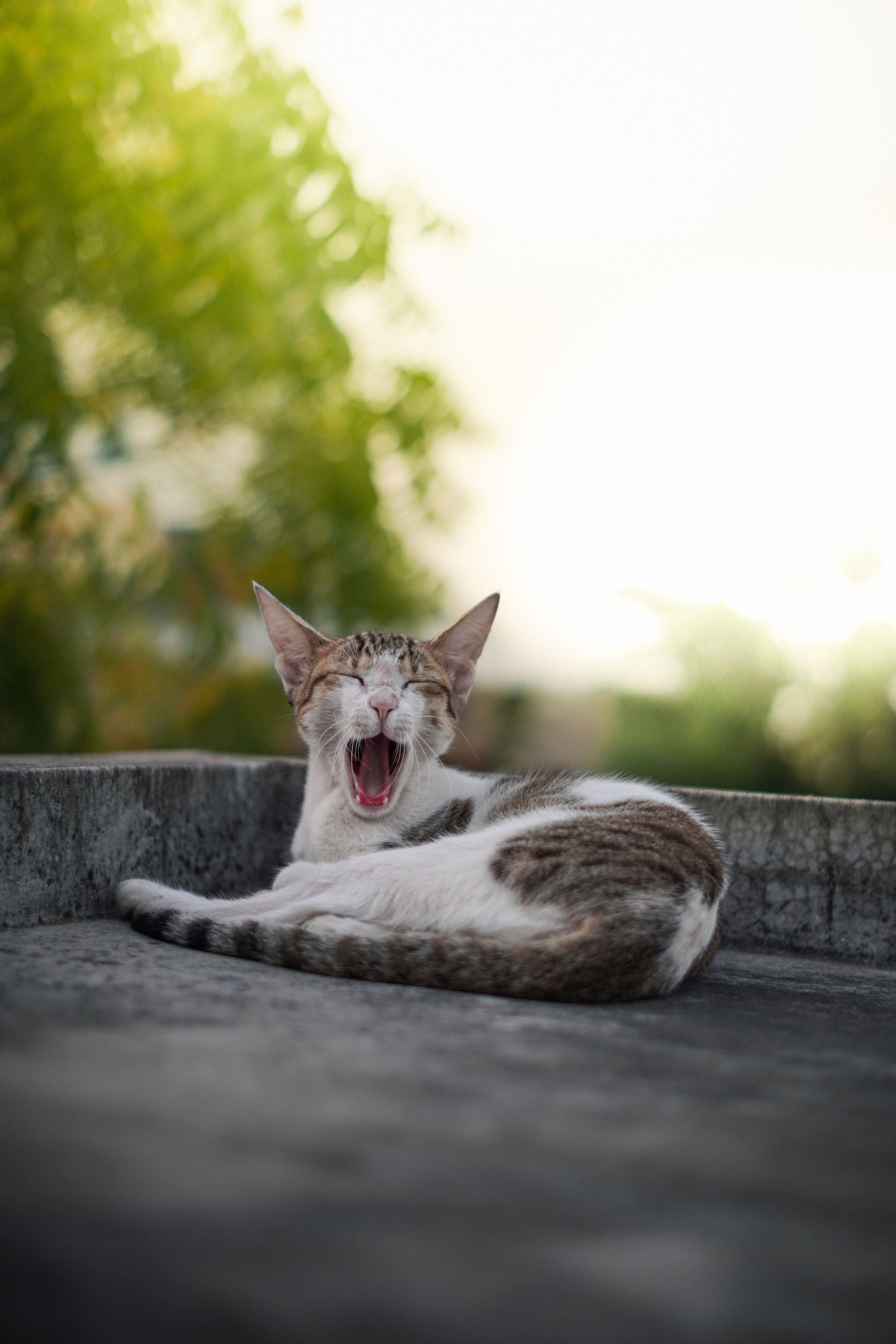 Yawning Cat Relaxing Outdoors on Sunny Day · Free Stock Photo