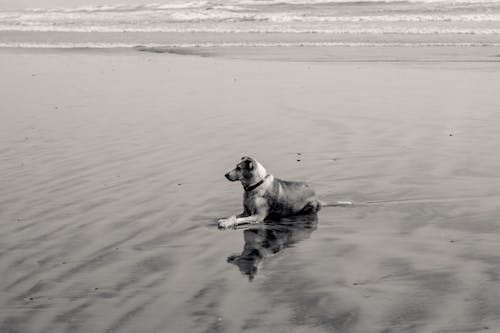 Free stock photo of beach, beach waves, dog
