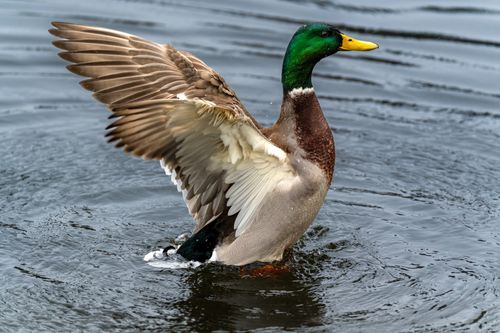 Free A vibrant male mallard duck spreads its wings while standing in a pond. Stock Photo