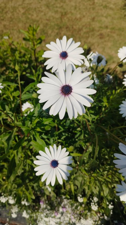 Free Vibrant white African daisies (Osteospermum) on a sunny day, showcasing nature's beauty. Stock Photo