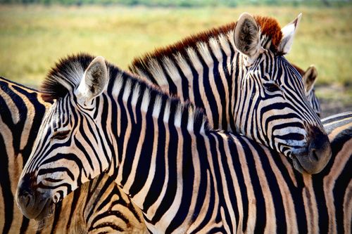 Free Two zebras in close proximity showing their striking black and white stripes in South Africa. Stock Photo
