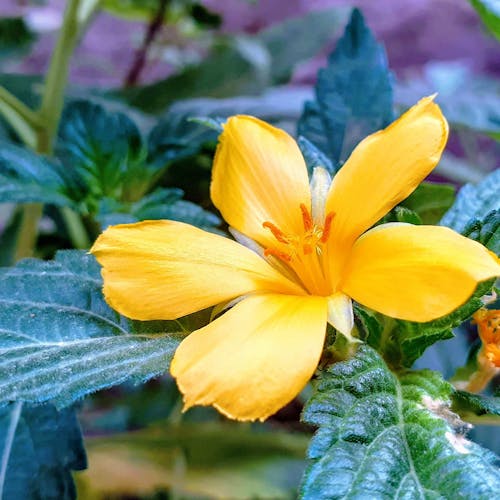 Ingyenes stockfotó gyönyörű virág, sárga virágok témában