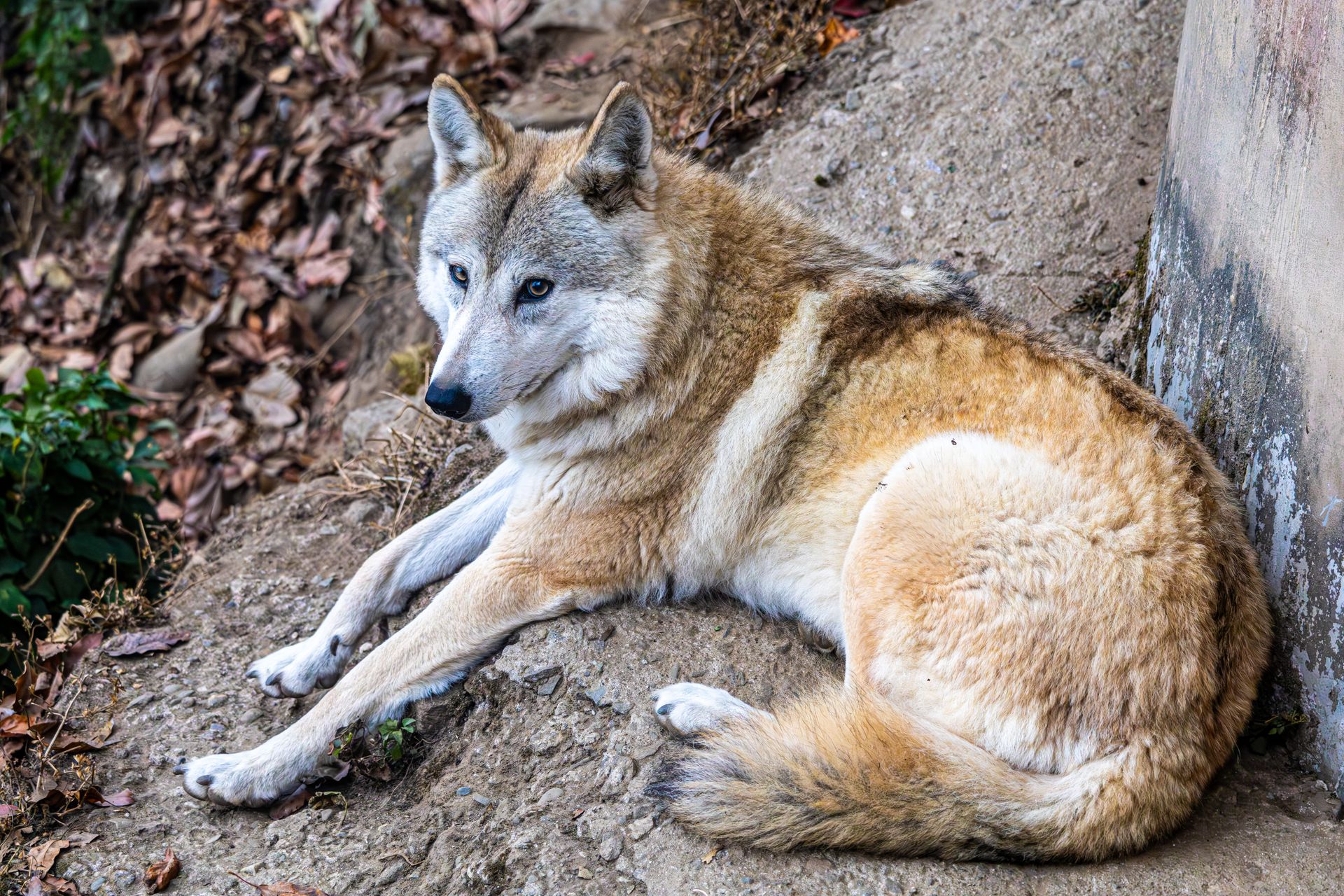 Siberian Husky lying on rocky ground surrounded by dry leaves, displaying relaxed demeanor.