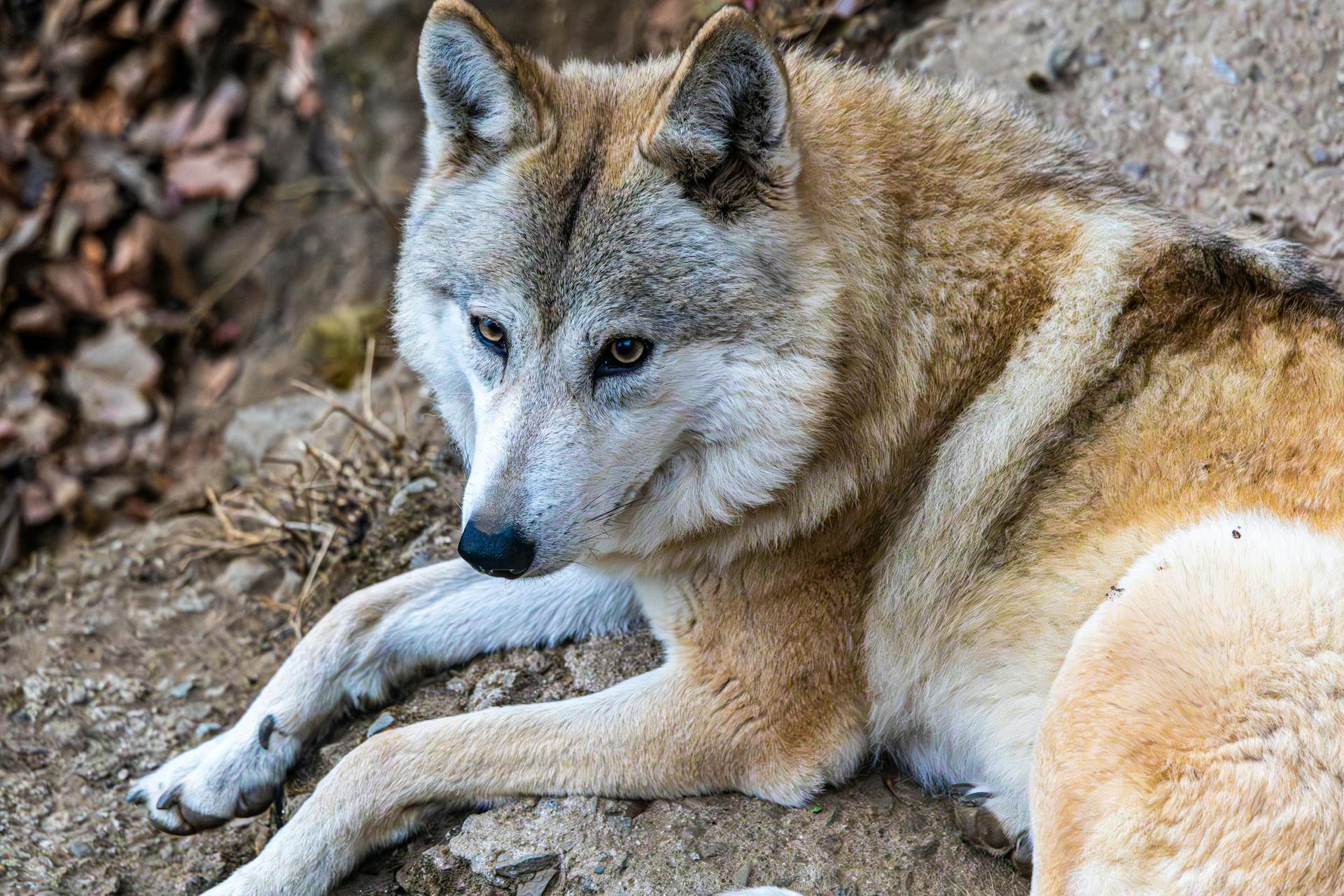 Grey wolf resting on rocky ground, showcasing natural beauty and serene wildlife.