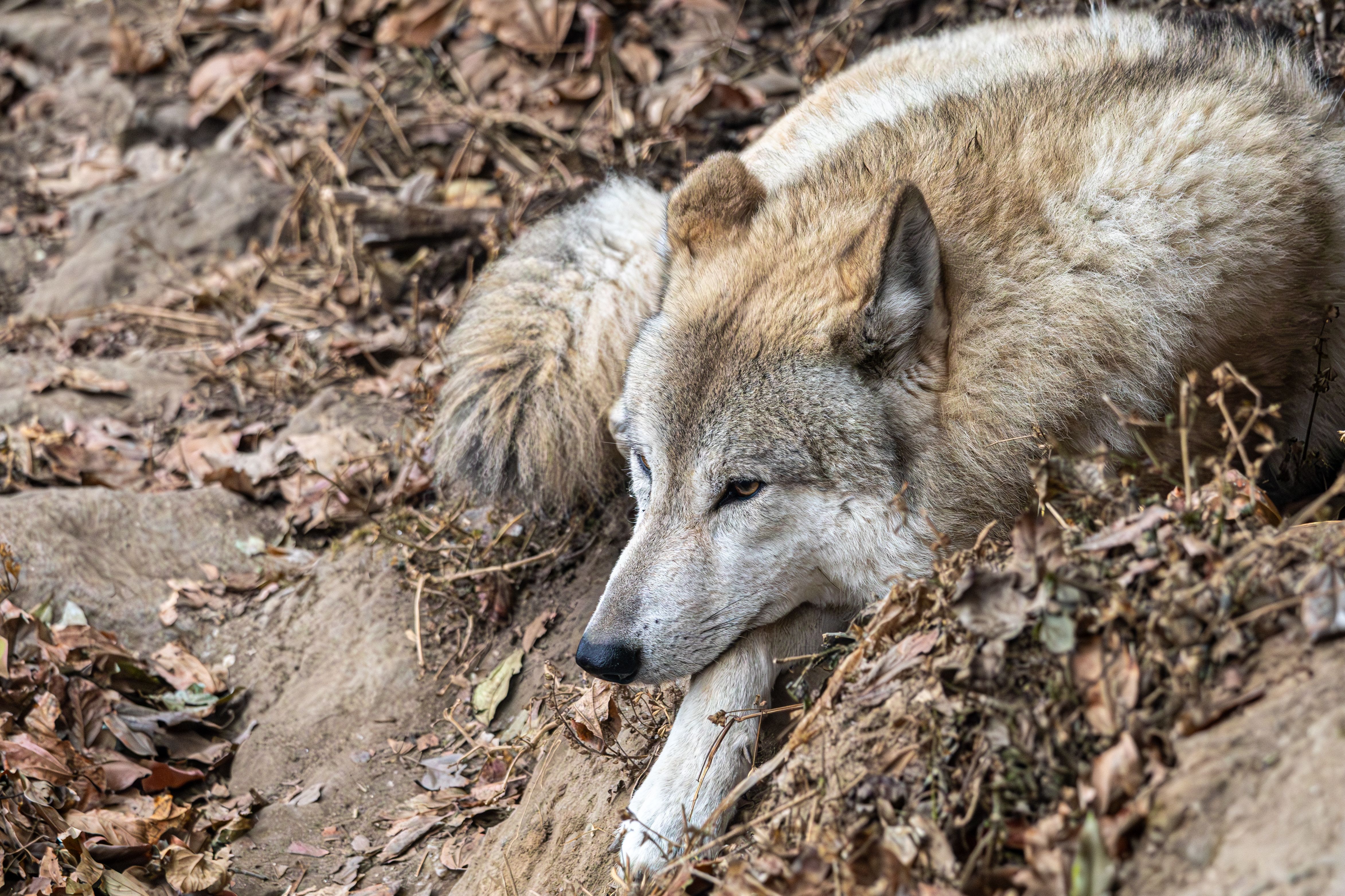 Hunter+Doeng Photos, Download The BEST Free Hunter+Doeng Stock Photos ...
