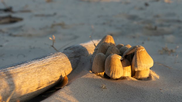 Close-up of mushrooms covered in sand on a beach, illuminated by the warm light of sunrise.