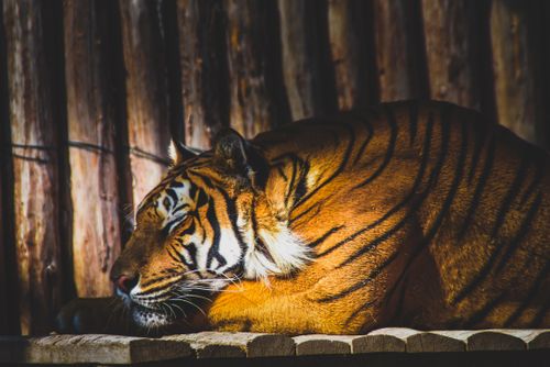 Free Bengal tiger peacefully resting in golden sunlight, showcasing its majestic stripes. Stock Photo