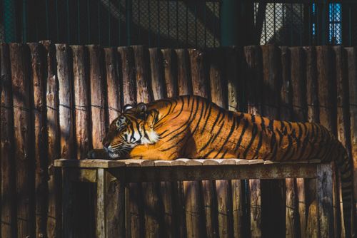 Free Beautiful tiger resting in a zoo enclosure in Kayseri, Türkiye under warm sunlight. Stock Photo