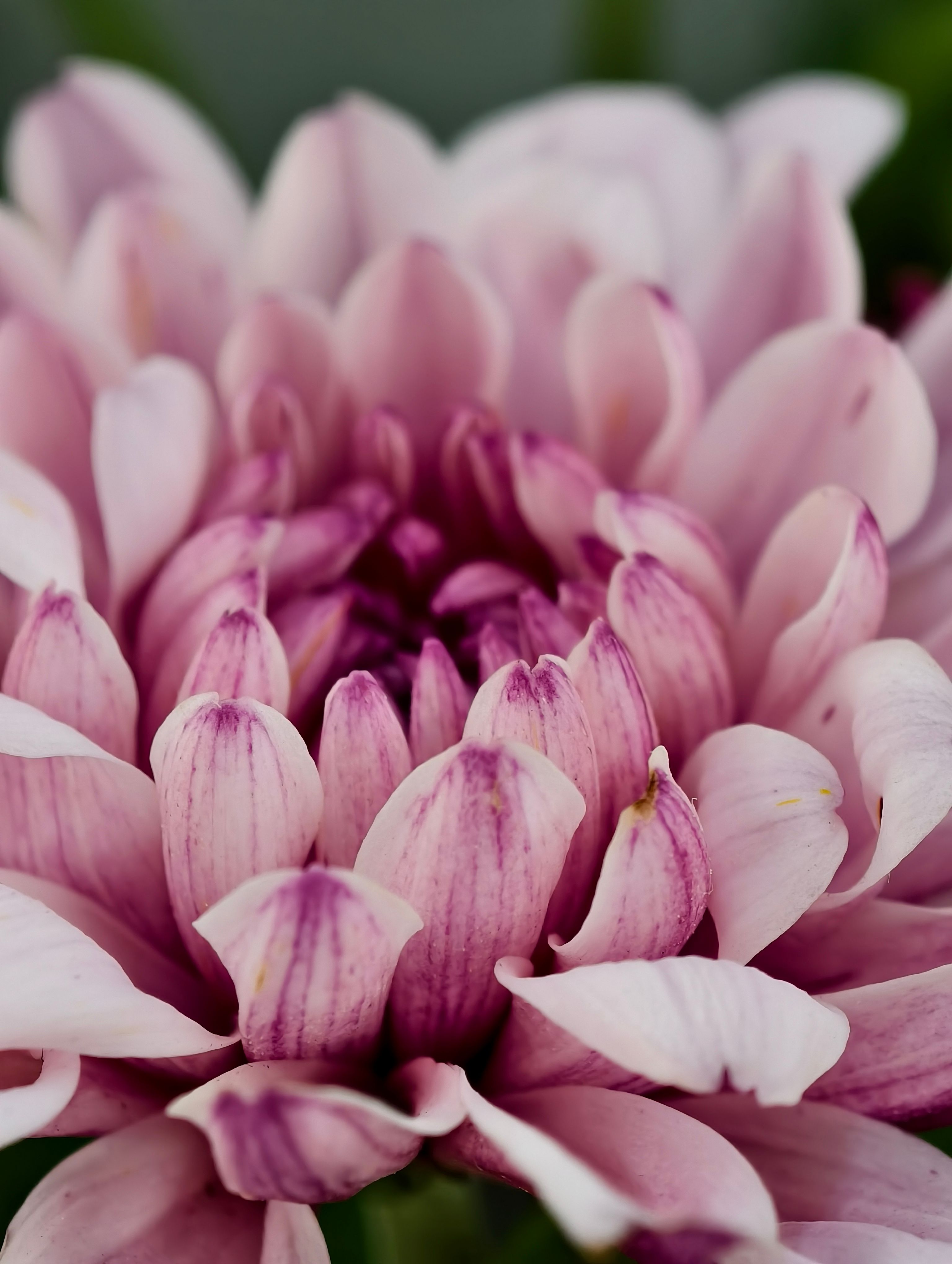 Close-up of Pink Dahlia Flower in Bloom · Free Stock Photo