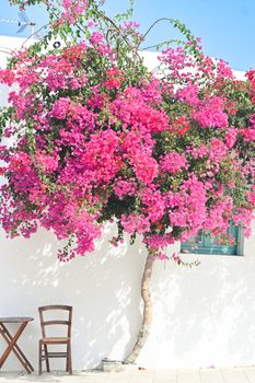 Vibrant pink bougainvillea cascading over a rustic chair against a bright white wall.