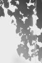 Monochrome Leaf Shadow on a Wall
