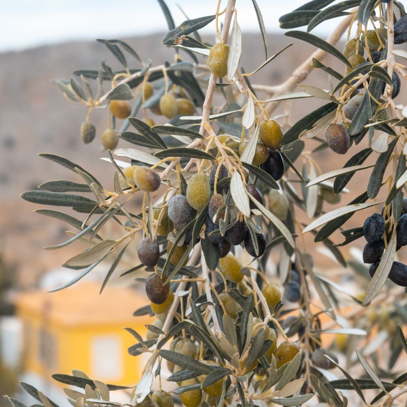 Olivar Rama de olivo con aceitunas maduras