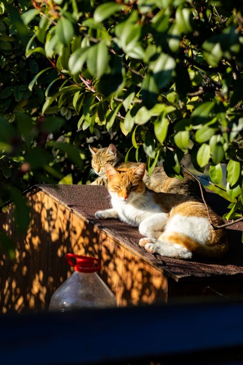 Free Two cats relax on a sunny rooftop surrounded by lush greenery in a Balıkesir garden. Stock Photo