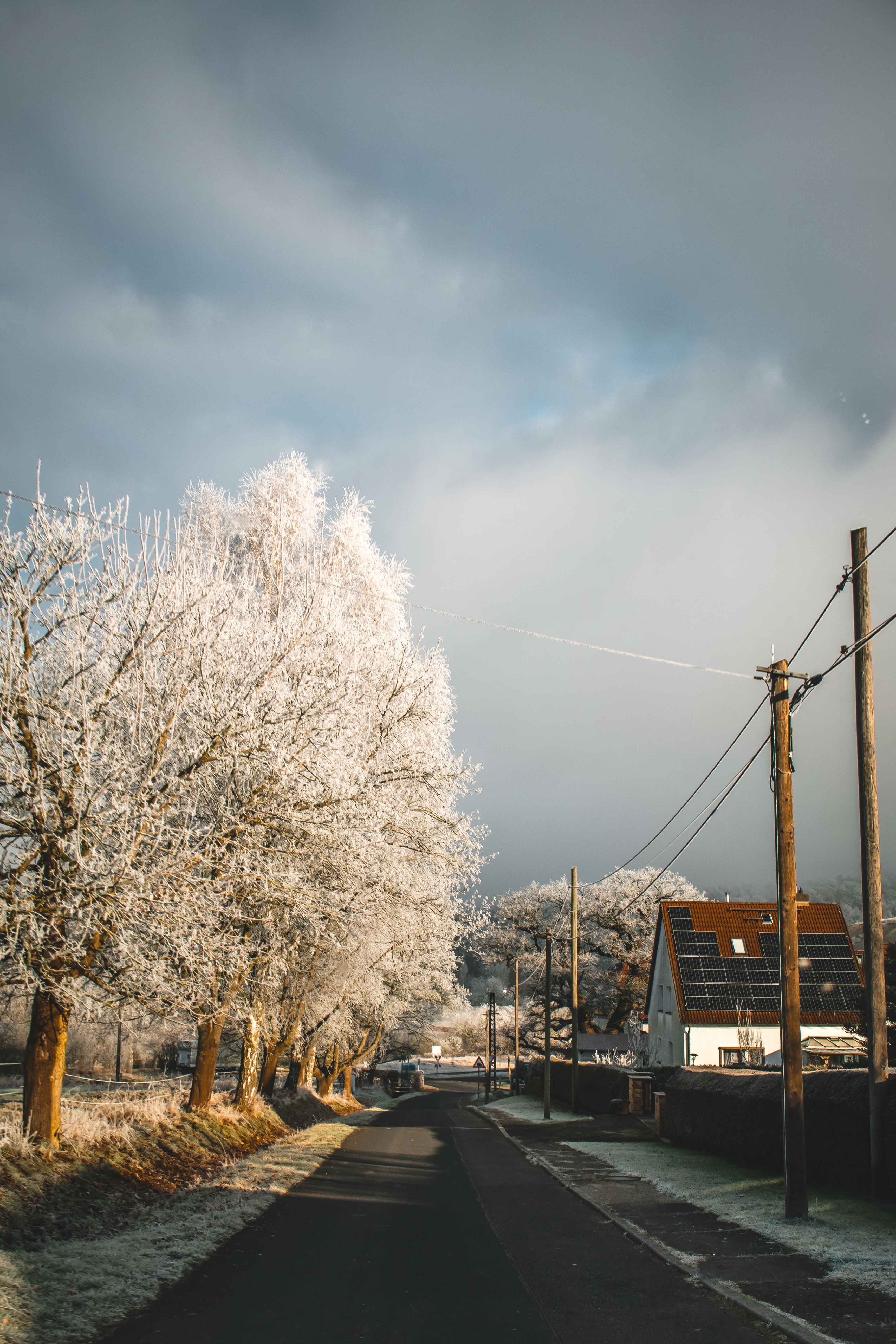 Serene Winter Road with Frosted Trees · Free Stock Photo