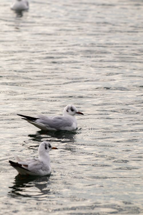 Free Two seagulls gracefully floating on Aegean sea in İzmir, Türkiye. Stock Photo