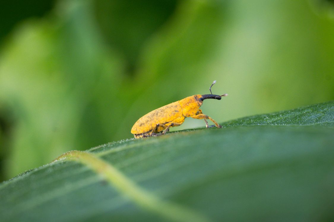 Fluffy Insect Yellow Close-up of Yellow Insect on Leaf in Nature · Free Stock Photo