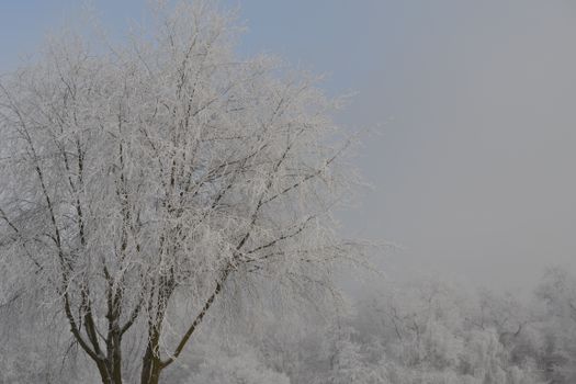Serene winter landscape with frosted trees in Kassel, Germany, capturing the tranquil beauty of a snowy day.